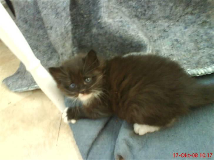 Norsk Skovkat Cutie R.I.P - cutie som lille ;b billede 5