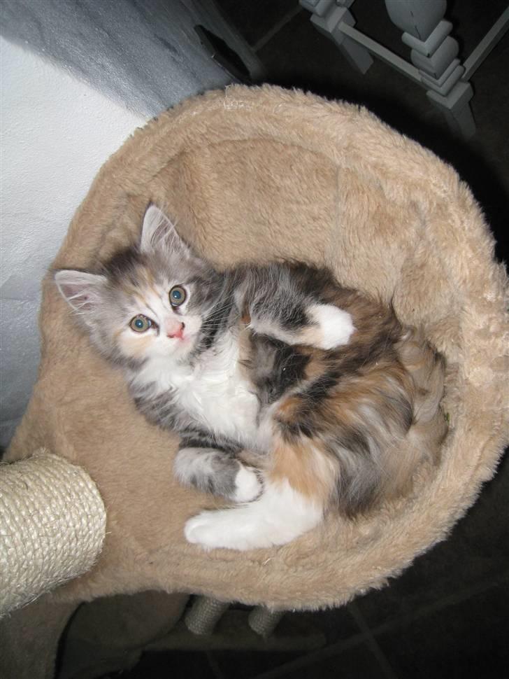 Blanding af racer Athene - "er jeg ikke skøn?" billede 1