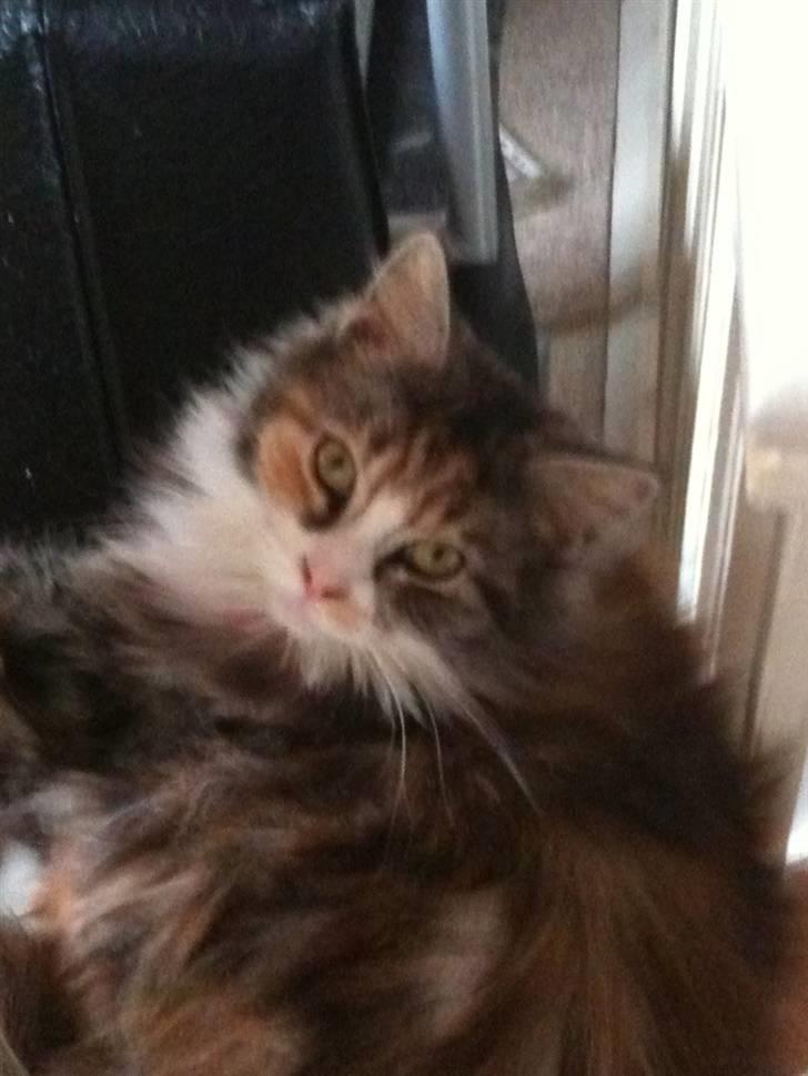 Blanding af racer Athene billede 2