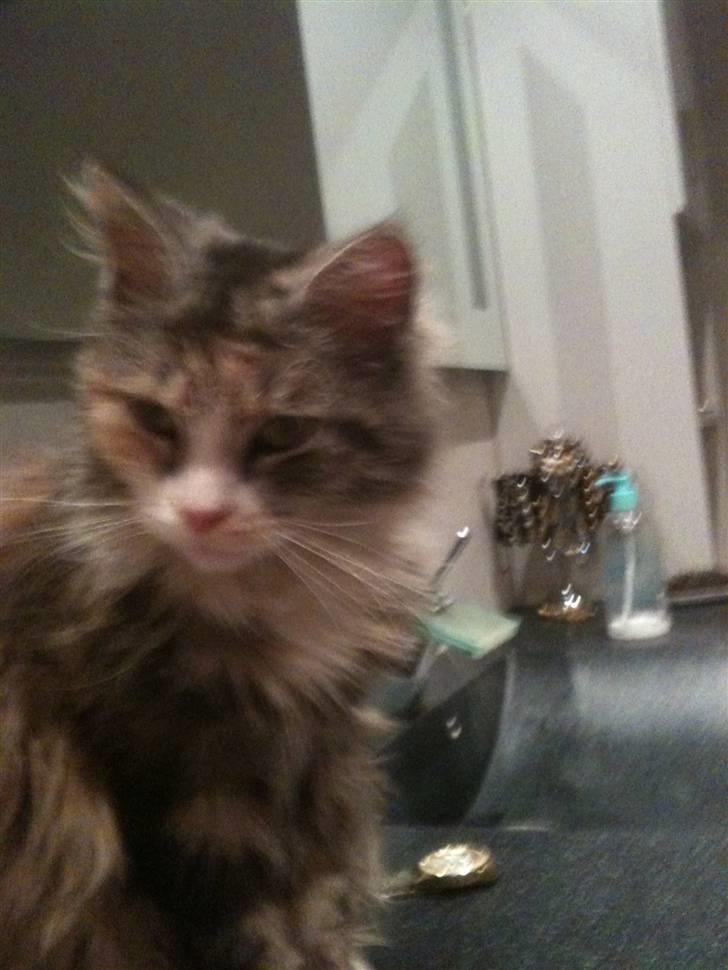 Blanding af racer Athene billede 3