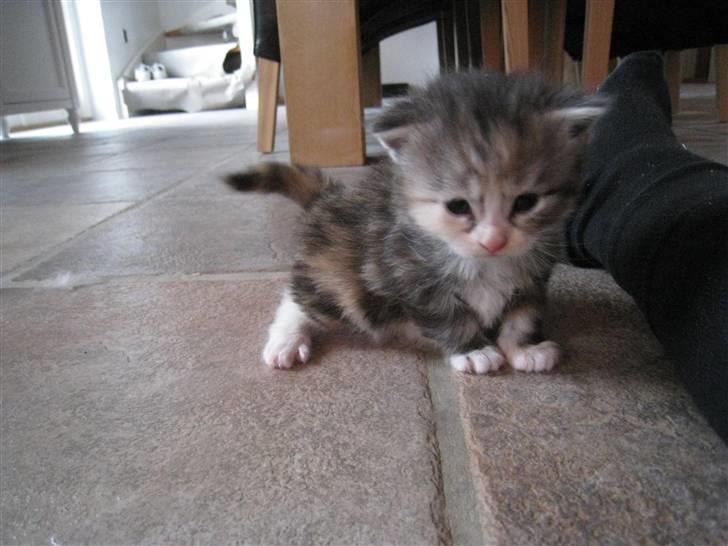 Blanding af racer Athene - mini athene billede 4