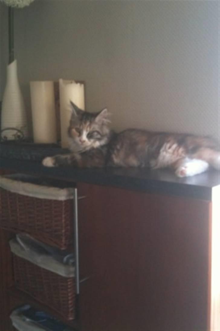 Blanding af racer Athene billede 5