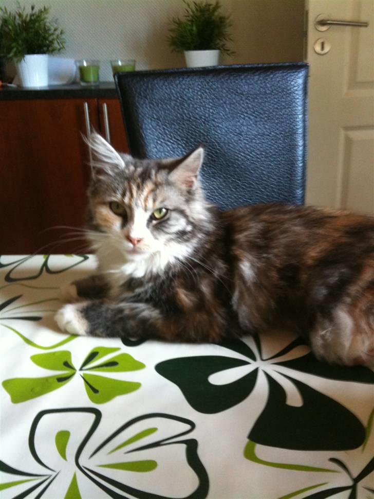 Blanding af racer Athene billede 6