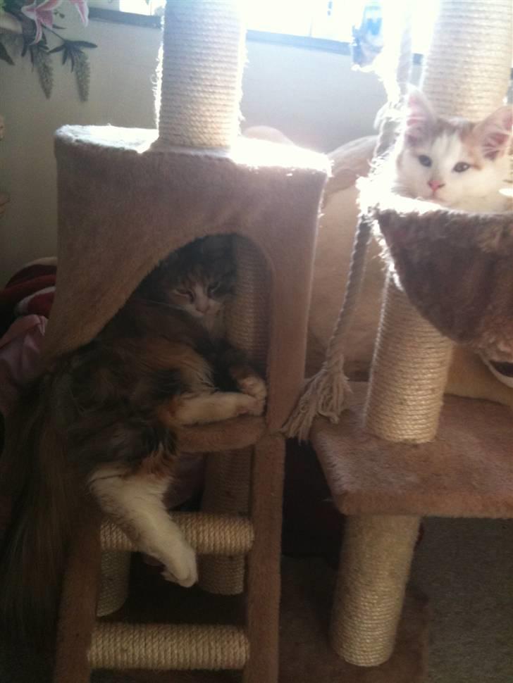 Blanding af racer Athene billede 7