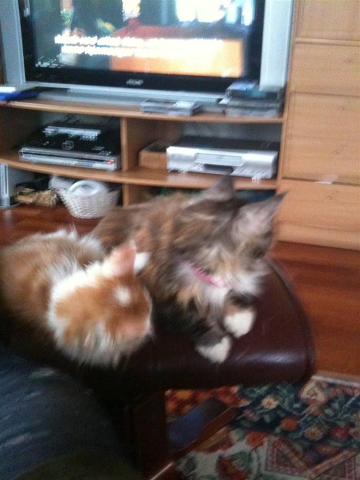 Blanding af racer Athene billede 8