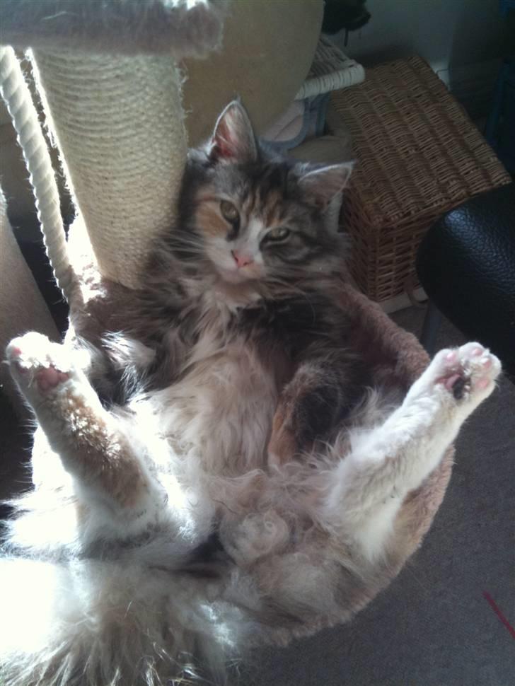 Blanding af racer Athene - gangster! billede 9