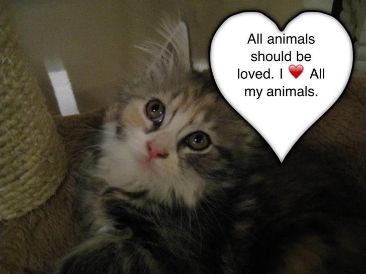 Blanding af racer Athene billede 10