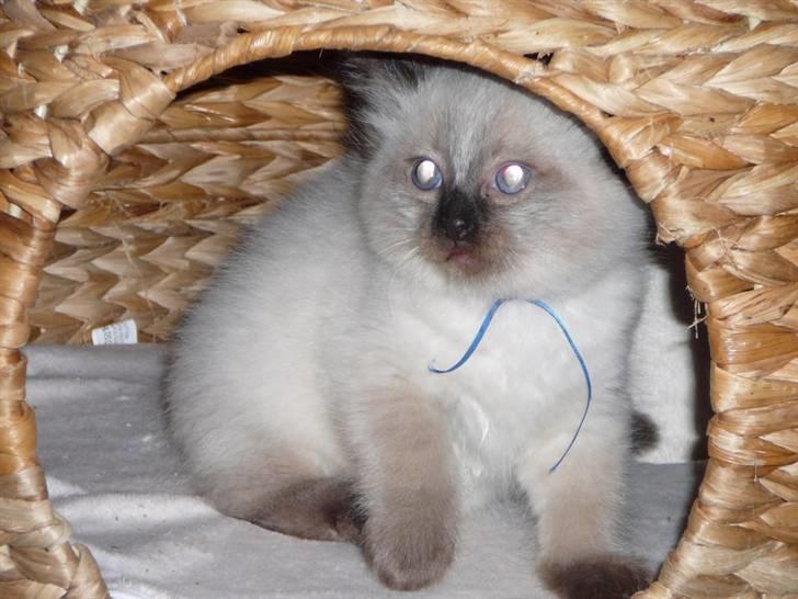 Ragdoll Flowerchild Akantus Pluto *R.I.P* 1/8-11 - lille ven da´  billede 11