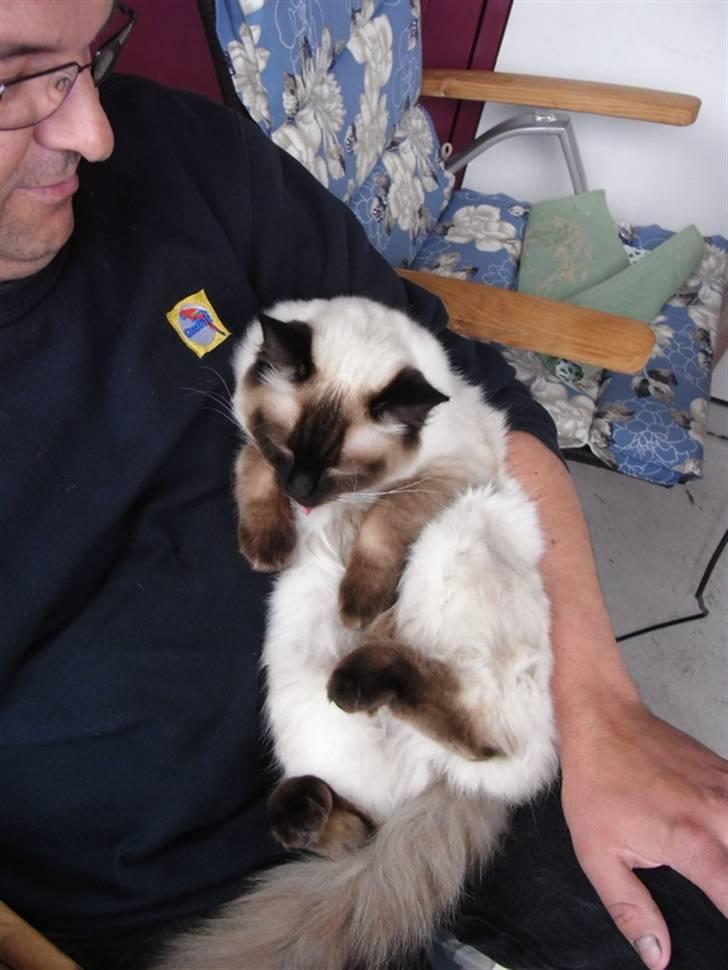 Ragdoll Flowerchild Akantus Pluto *R.I.P* 1/8-11 - ligge og hygge sig ude på altanen :D  billede 12