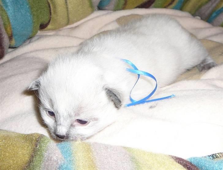 Ragdoll Flowerchild Akantus Pluto *R.I.P* 1/8-11 - 14 dage gammel lille pus  billede 13