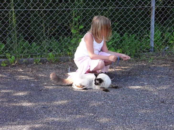 Ragdoll Flowerchild Akantus Pluto *R.I.P* 1/8-11 - han er med ude i sele,  billede 14