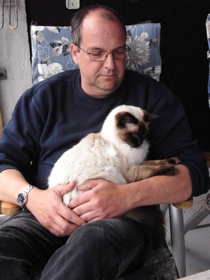 Ragdoll Flowerchild Akantus Pluto *R.I.P* 1/8-11 - 43 dage gammel <3 billede 15