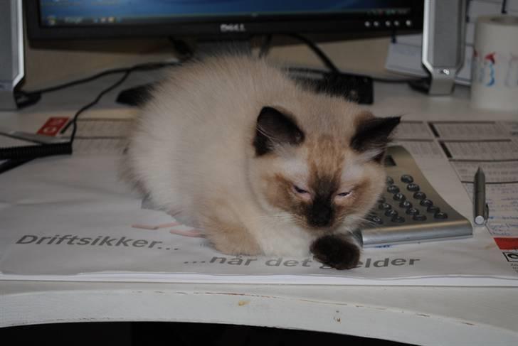 Ragdoll Flowerchild Akantus Pluto *R.I.P* 1/8-11 - 78 dage gammel billede 16