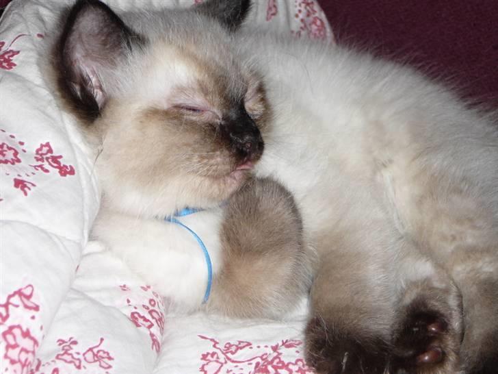 Ragdoll Flowerchild Akantus Pluto *R.I.P* 1/8-11 billede 17