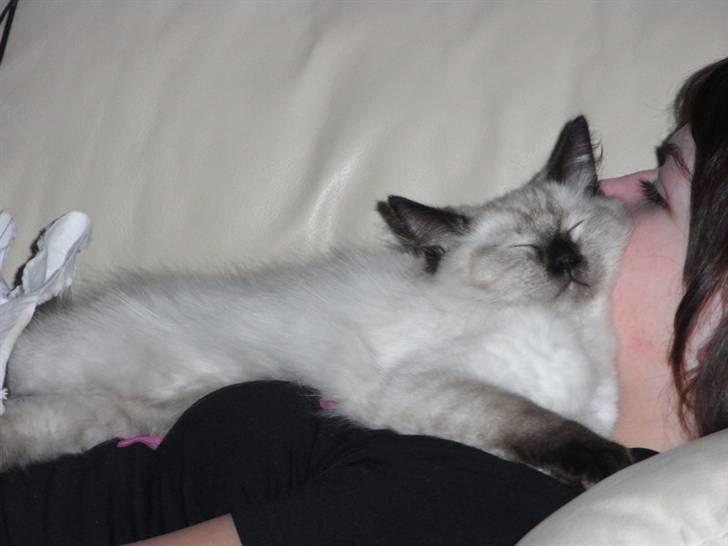 Ragdoll Flowerchild Akantus Pluto *R.I.P* 1/8-11 - håber for ham han lå godt :b for det gjorde jeg ikke :D  billede 18