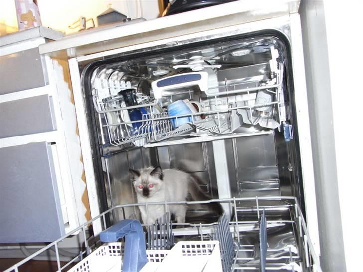 Ragdoll Flowerchild Akantus Pluto *R.I.P* 1/8-11 - en opvasker nøøøj hvor spændene xD  billede 20