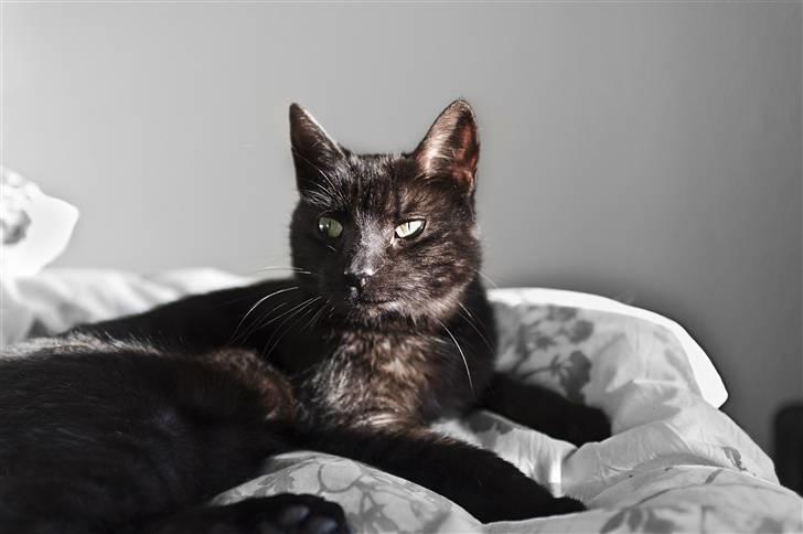 Blanding af racer Salém (R.I.P) billede 7