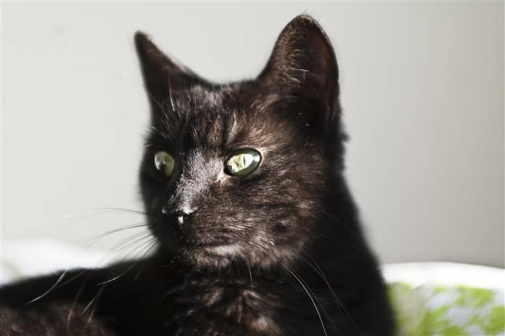 Blanding af racer Salém (R.I.P) billede 8