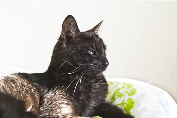 Blanding af racer Salém (R.I.P) billede 9