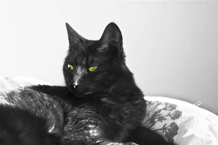 Blanding af racer Salém (R.I.P) billede 10