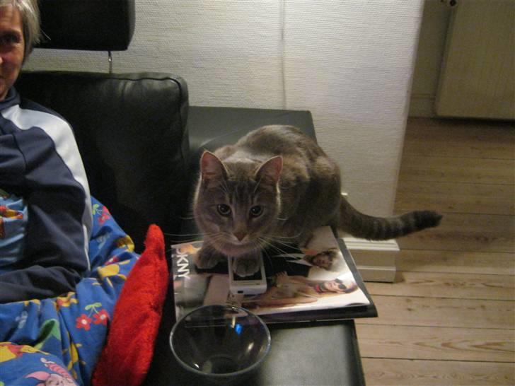 Huskat alma - hygge aften billede 3