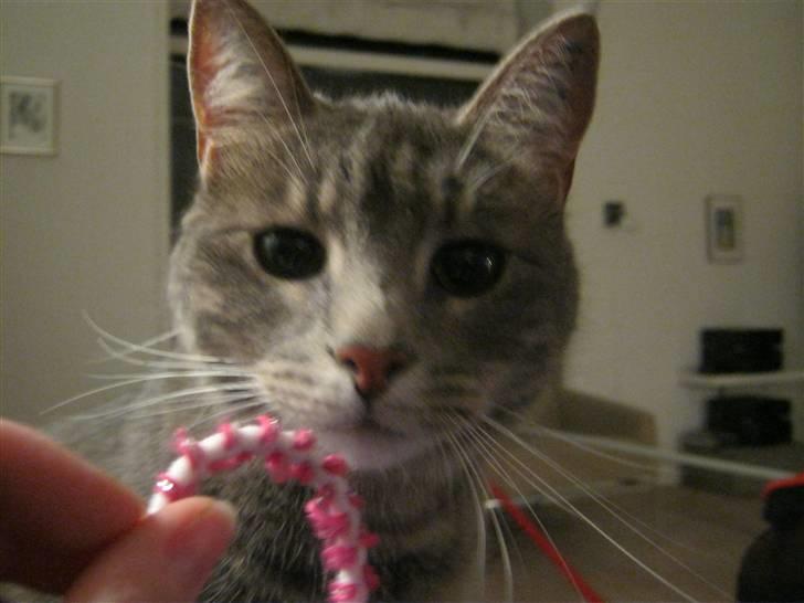 Huskat alma - hehe billede 4