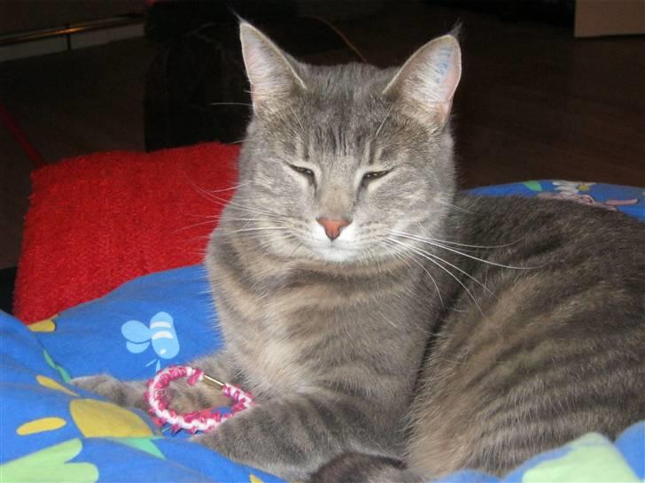 Huskat alma - hun er bare så smuk billede 5