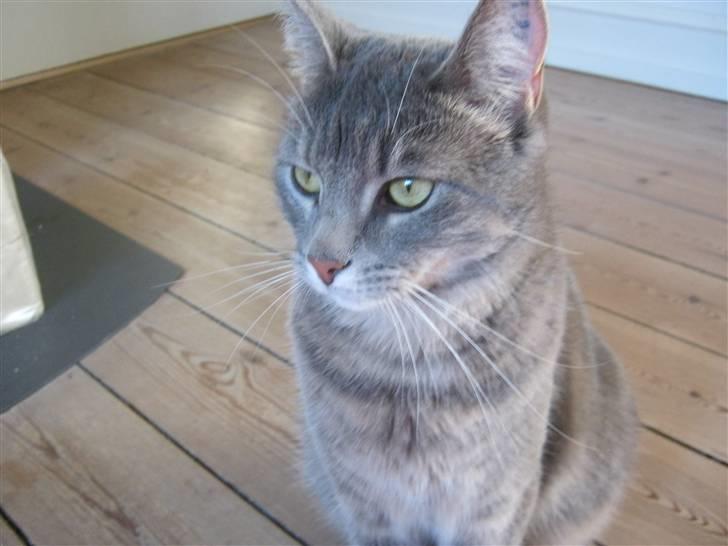 Huskat alma - hej smukke billede 6