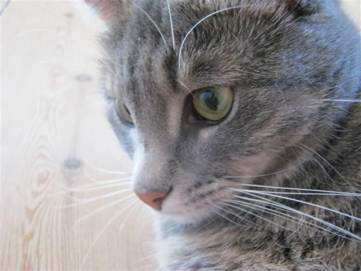 Huskat alma - hun er bare den bedste billede 7