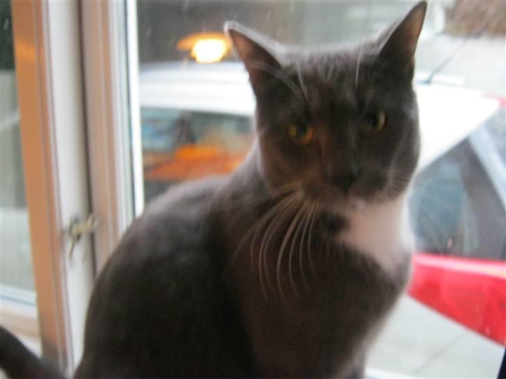 Huskat Cosmo<3 {SoulMate} MIN! |Colle-Drengen billede 8