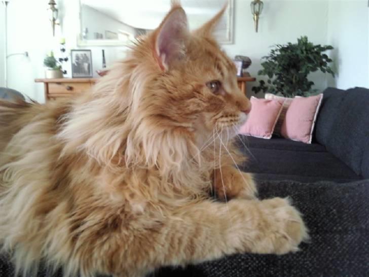 Maine Coon Lyngkattens Savage Island billede 15