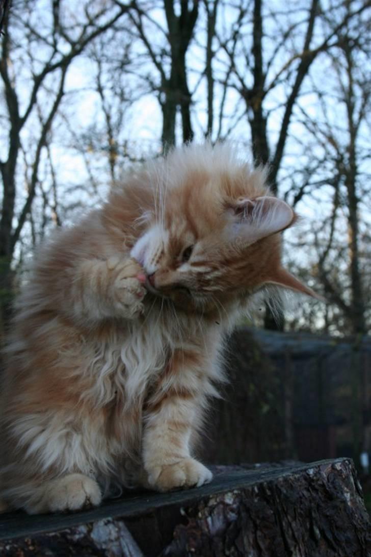 Maine Coon Lyngkattens Savage Island - 15 uger billede 16