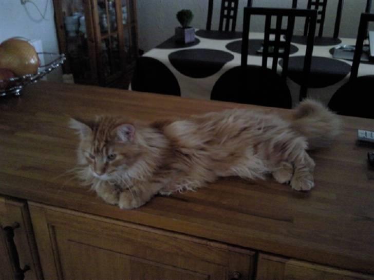 Maine Coon Lyngkattens Savage Island billede 17