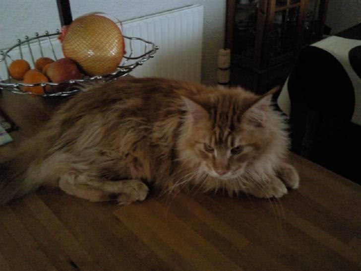 Maine Coon Lyngkattens Savage Island billede 18