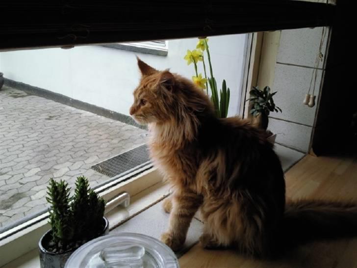 Maine Coon Lyngkattens Savage Island billede 19