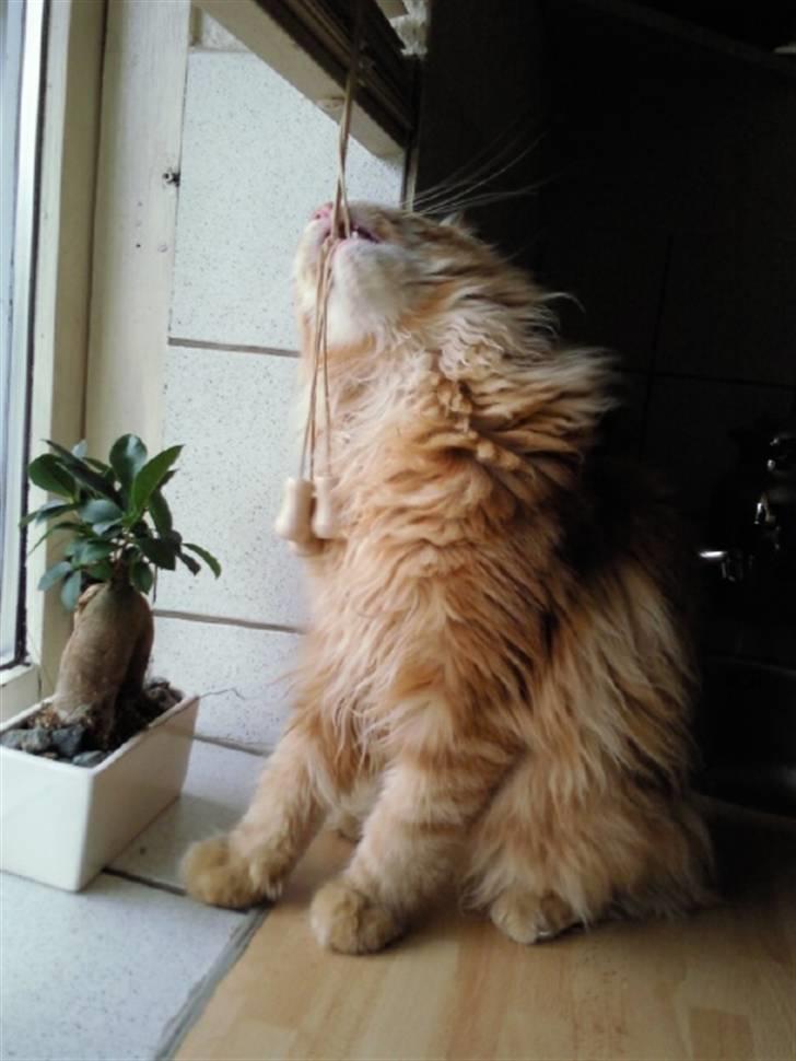 Maine Coon Lyngkattens Savage Island billede 20