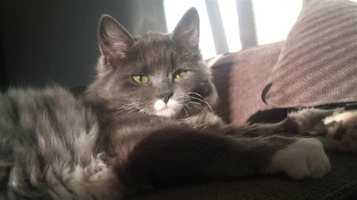 Blanding af racer Luna <3 - Min nye mis billede 1