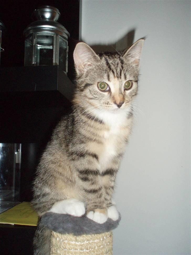 Huskat Bella billede 1