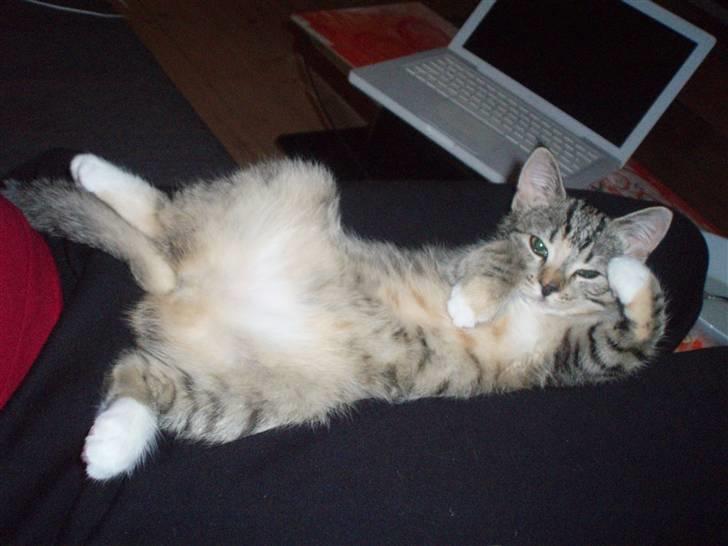 Huskat Bella billede 2