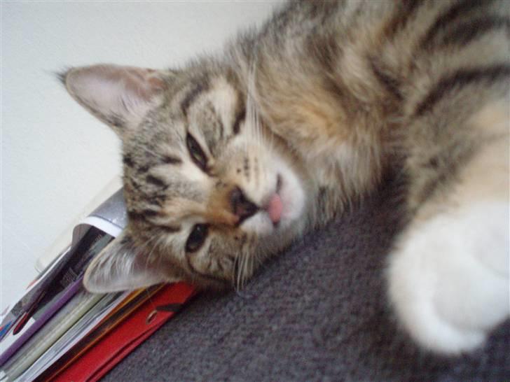 Huskat Bella billede 3