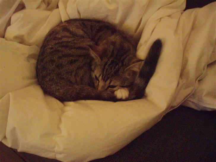 Huskat Bella billede 4