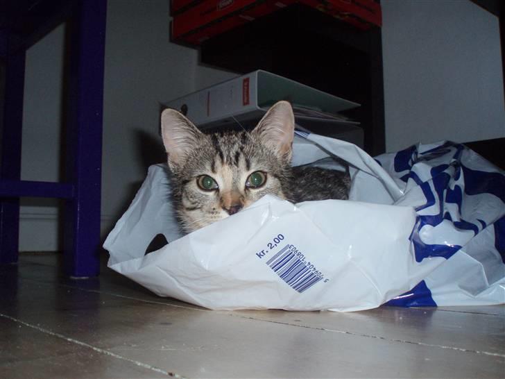 Huskat Bella billede 5