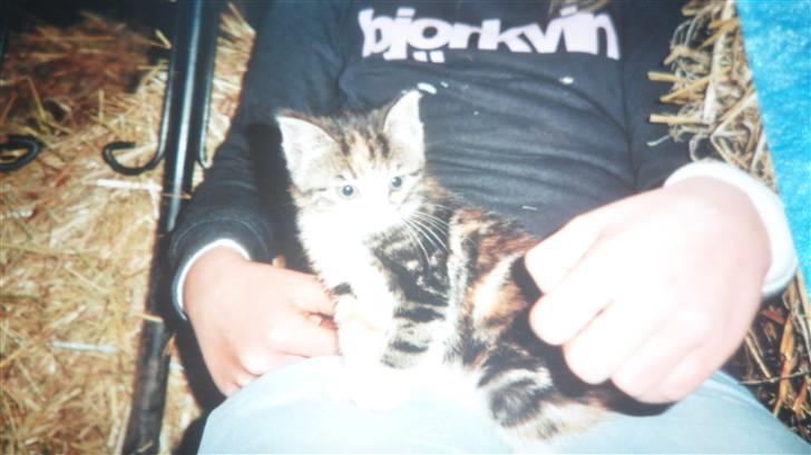 Blanding af racer Trille <3 *Fundet :D* billede 2