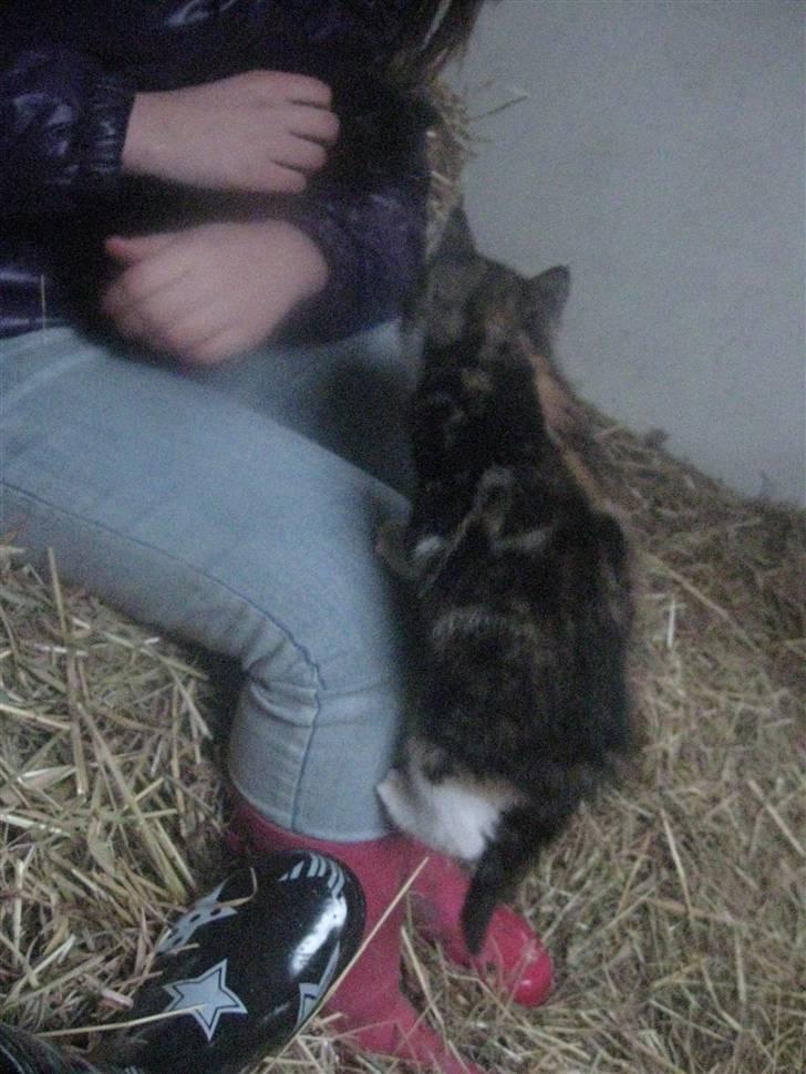 Blanding af racer Trille <3 *Fundet :D* billede 5