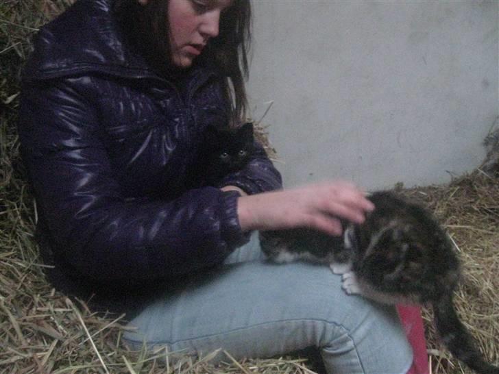 Blanding af racer Trille <3 *Fundet :D* billede 6