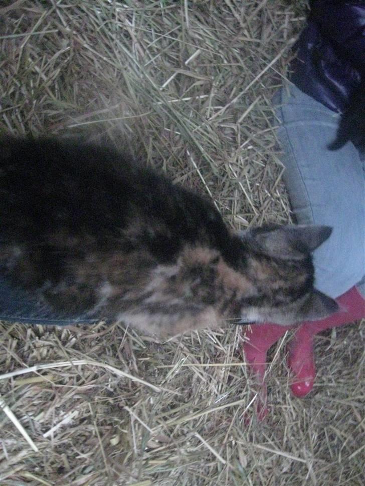 Blanding af racer Trille <3 *Fundet :D* billede 7