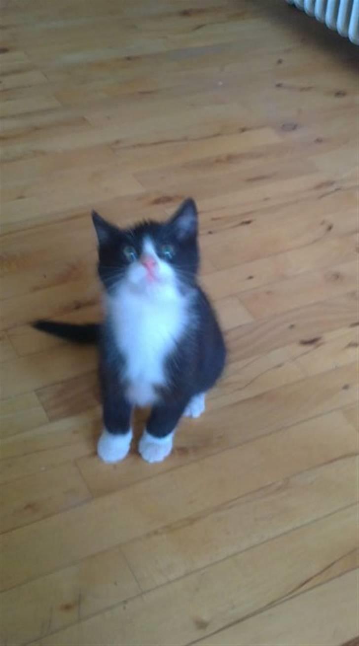 Huskat Morgan - Lige den samme dag jeg fik ham  billede 2