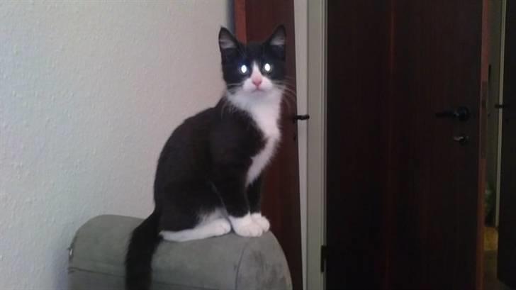 Huskat Morgan billede 3