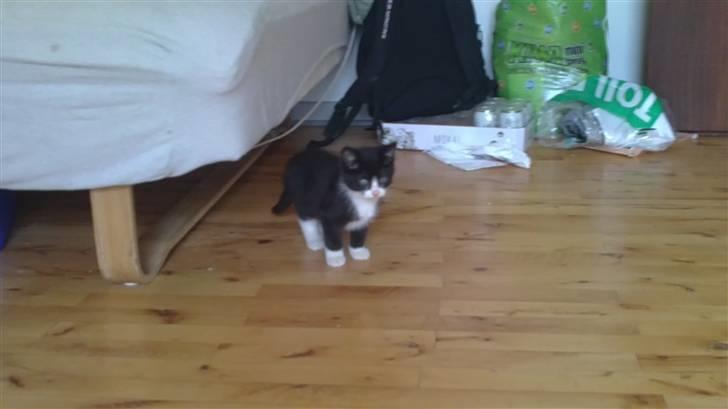 Huskat Morgan - samme dag jeg fik ham  billede 4