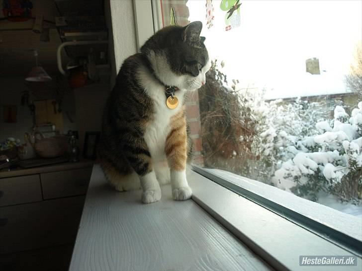 Huskat Alma. - Velkommen til Alma´s Profil. Håber i nyder det. :´P <3 billede 1